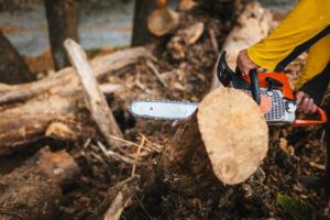 gute Zeit zum Baumschnitt
