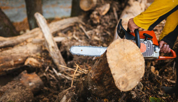 gute Zeit zum Baumschnitt